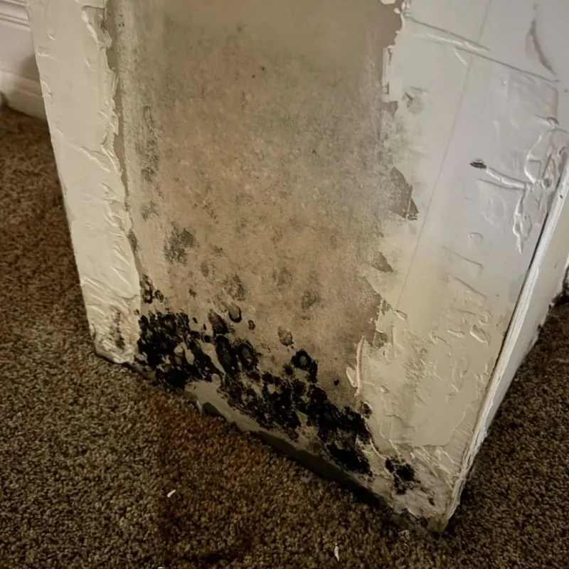 Professional Mold Removal in Apple Valley, MN